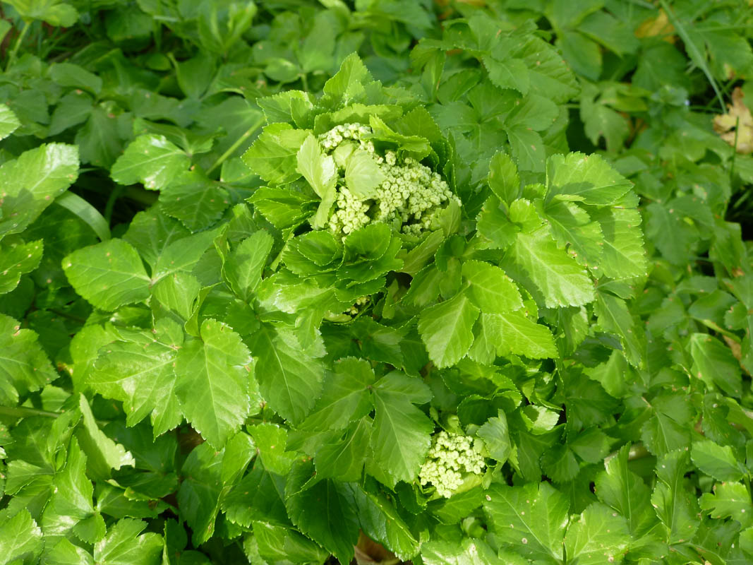Smyrnium olusatrum
